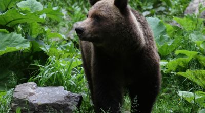 Pânda animalelor sălbatice în Ținutul Vulcanilor (urşi, mistreţi, lupi, căprioare)