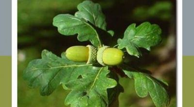 La réserve d Oak de Dumbrava Vanatori