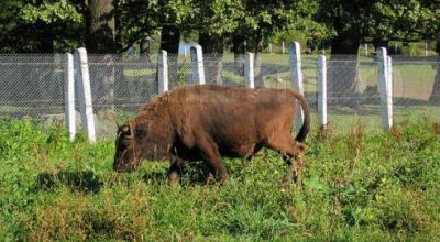 Dragos Voda Zoo Vanatori