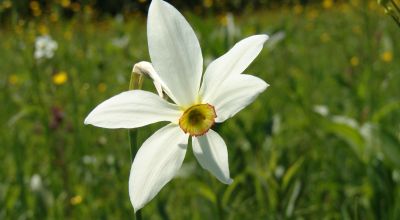 Poiana de narcis Vlăhita