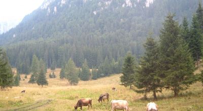 Coştilei Prairie Busteni