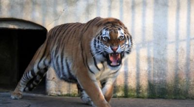 Grădina Zoologică Galaţi Galaţi