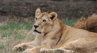 Targu Mures zoo Targu Mures