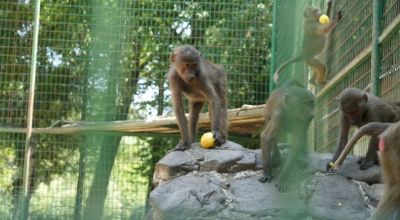 Grădina Zoologică Bucov Ploieşti