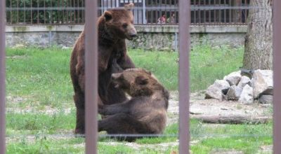 Timisoara zoo Timisoara