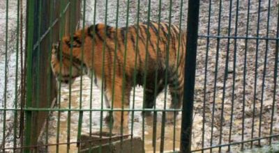 Baia Mare zoo Baia Mare