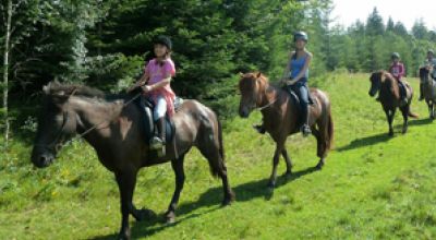 Islandic horses Izvoare