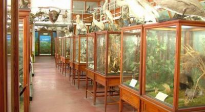 Le Musée Zoologique Cluj-Napoca