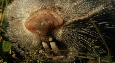 Réservation Naturelle de Souris-Taupes D’Apahida Apahida