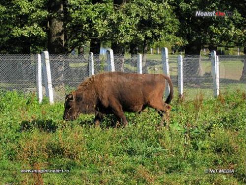 Dragos Voda Zoo Vanatori