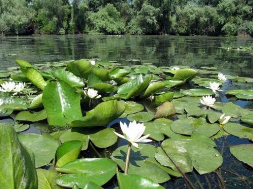 Duna Delta Bioszféra Rezervátum (Megközelítés Tulcsea) Tulcea