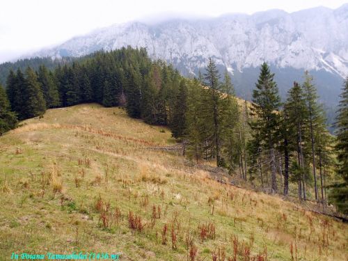 Tămăşelului Meadow Dambovicioara