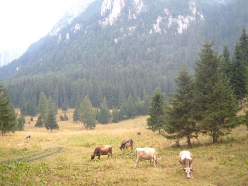 Coştilei Prairie Busteni