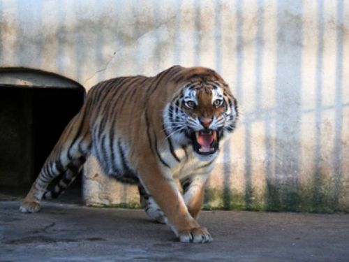 Grădina Zoologică Galaţi Galaţi