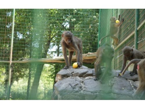 Grădina Zoologică Bucov Ploieşti