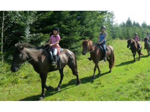 Islandic Horses Izvoare