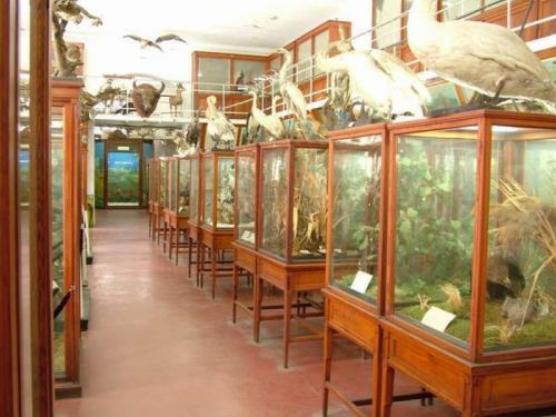 Le Musée Zoologique Cluj-Napoca