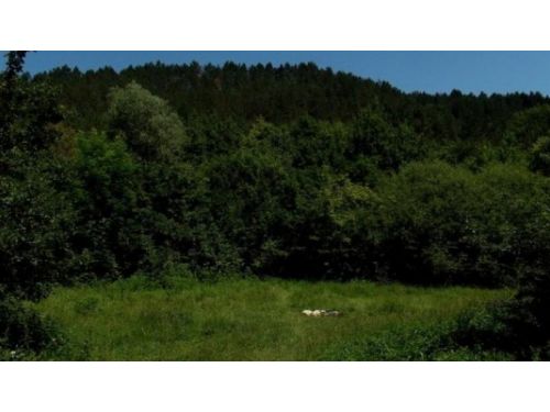 The Mixed Natural Reserve Baciului Gorge Baciu