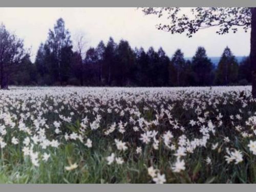 Narcissi Glades In Dumbrava Vadului Predeal