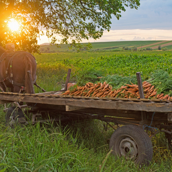 Tara-morcovului-Murokorszag-Carrot-country